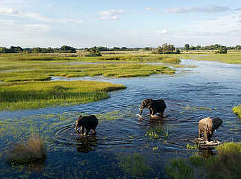 Jacana Camp: Elefanten grasen in einer flachen Lagune Jacana Camp: Elefanten grasen in einer flachen Lagune