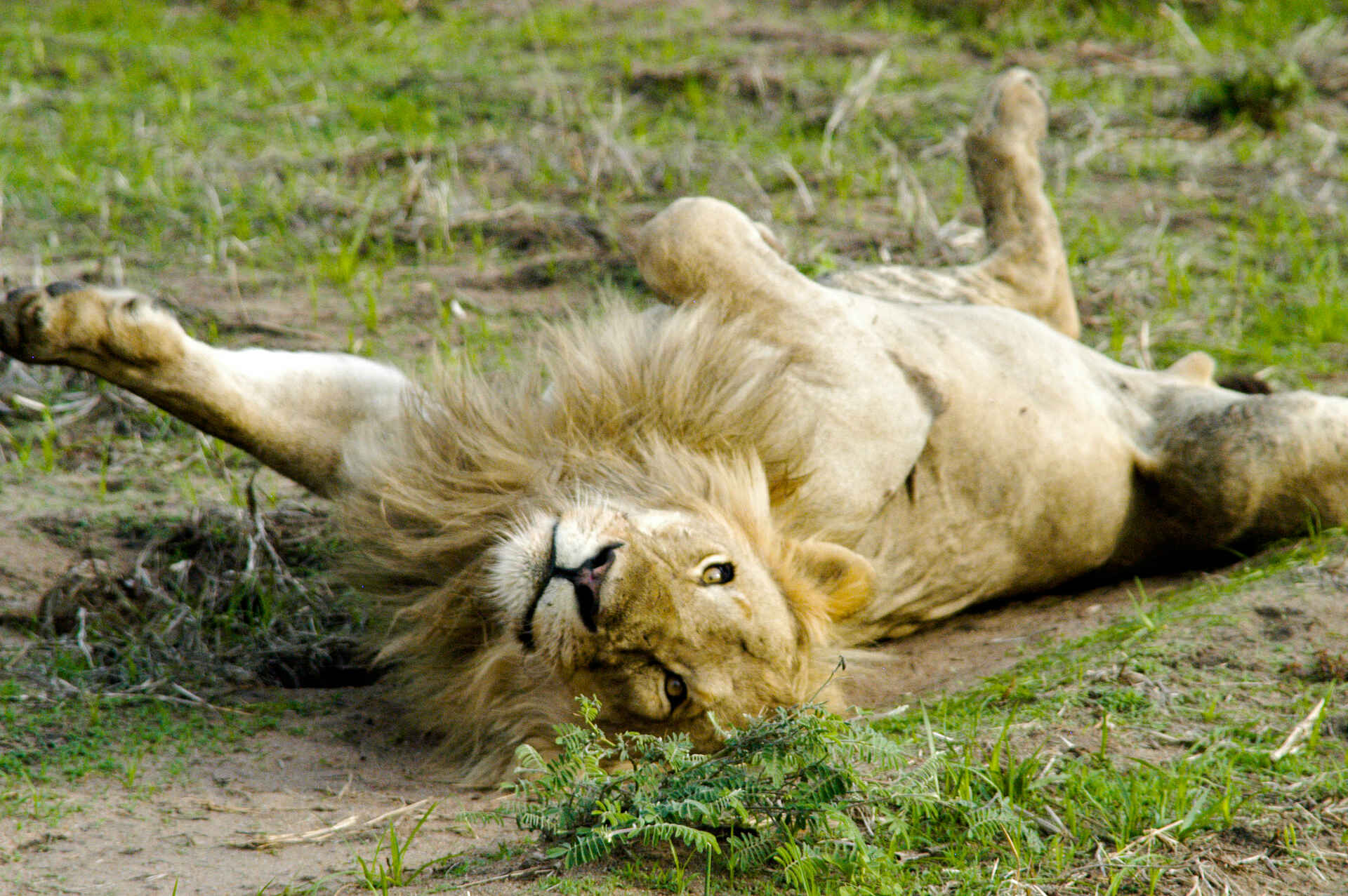 Katavi National Park, Katisunga Ebene, Katuma Bush Lodge, Mbali Mbali Safaris, Löwe, Wälzen, Afrikarma, Afrikarma Safaris, Afrikarma Safaris – Wildnis. Hautnah., afrikarma.de