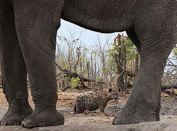 Little Sable Camp: Hyäne und Elefant Little Sable Camp: Hyäne und Elefant