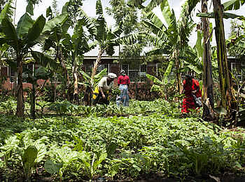 Machweo Wellness Retreat: Besuch einer Plantage