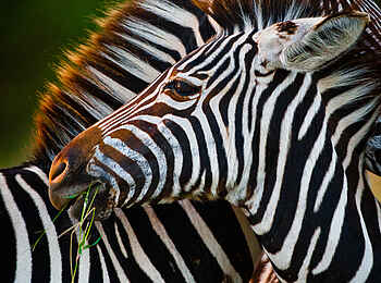 Motswari Game Lodge: Zebras im Profil