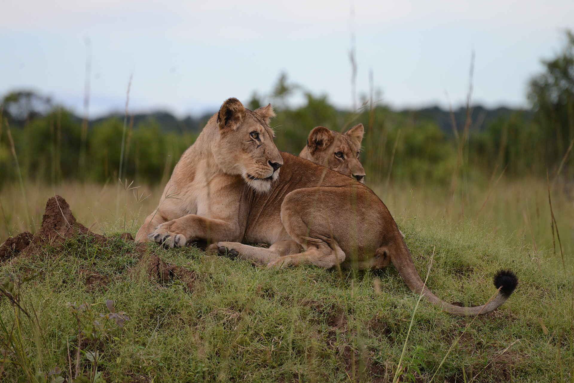 Mukambi Fig Tree Bush Camp: Zwei Löwinen