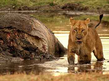 Mukambi Safari Lodge: Löwin bei totem Nilpferd Mukambi Safari Lodge: Löwin bei totem Nilpferd