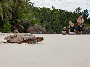 North Island: Meeresschildkröten am Strand