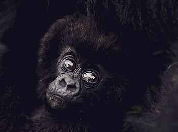 Sambora Kinigi Lodge: Gorillababy