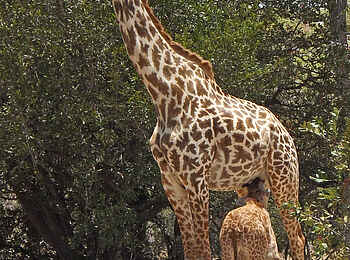 Selous Impala Camp: Giraffenmutter