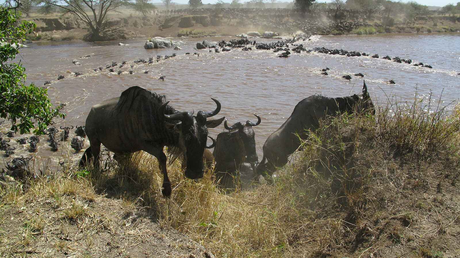 Serian Camp: Gnus erreichen das Flussufer Serian Camp: Gnus erreichen das Flussufer