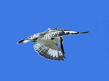 The Manta Resort: Graufischer im Flug The Manta Resort: Graufischer im Flug