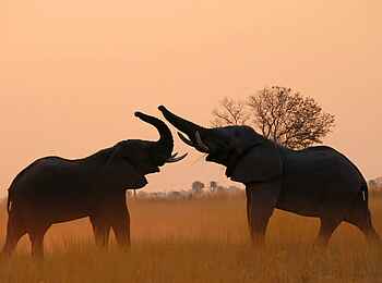 4 Rivers Camp: Elefanten 4 Rivers Camp: Elefanten