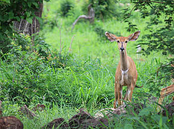 Chilo Ivory Trail Adventure: Female Nyala