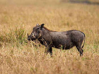 Entim Masai Mara: Warzenschwein