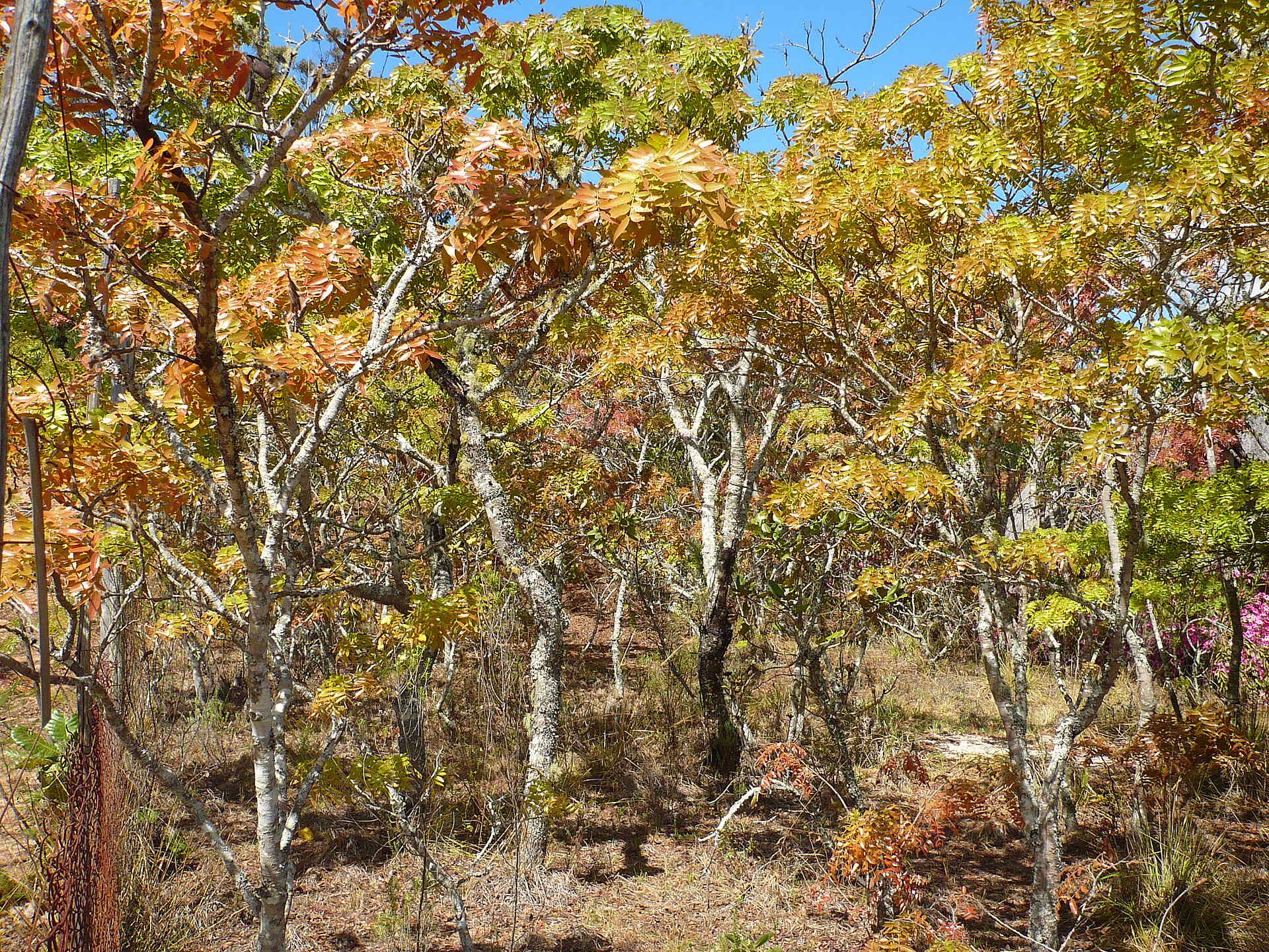 Frog and Fern Cottages: Miombo Forest Chimanimani National Park, Eastern Highlands, Frog and Fern Cottages, Jane High, Miombo-Wald, Afrikarma, Afrikarma Safaris, Afrikarma Safaris. Wildnis. Hautnah., Afrikarma.de