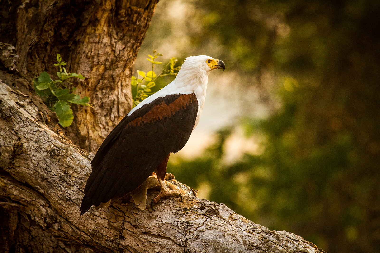 Kanga Expeditions: Fischadler Kanga Expeditions: Fischadler