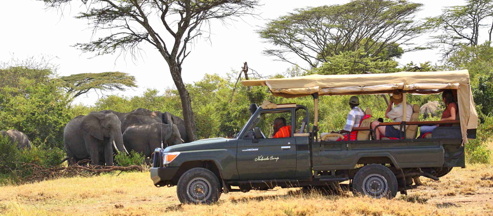 Naboisho Camp: Elefantenherde Naboisho Camp: Elefantenherde