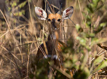 Ntemwa Busanga Bushcamp: Bush Buck