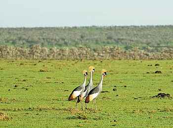 Basecamp Masai Mara: Klunkerkraniche Basecamp Masai Mara: Klunkerkraniche