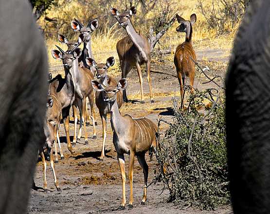 Bomani Tented Lodge: Antilopen Bomani Tented Lodge: Antilopen
