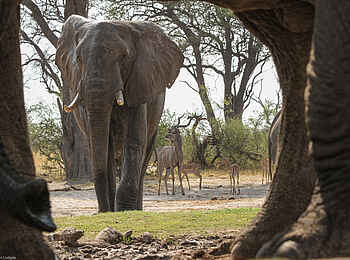 Bomani Tented Lodge: Elefanten und Antilopen