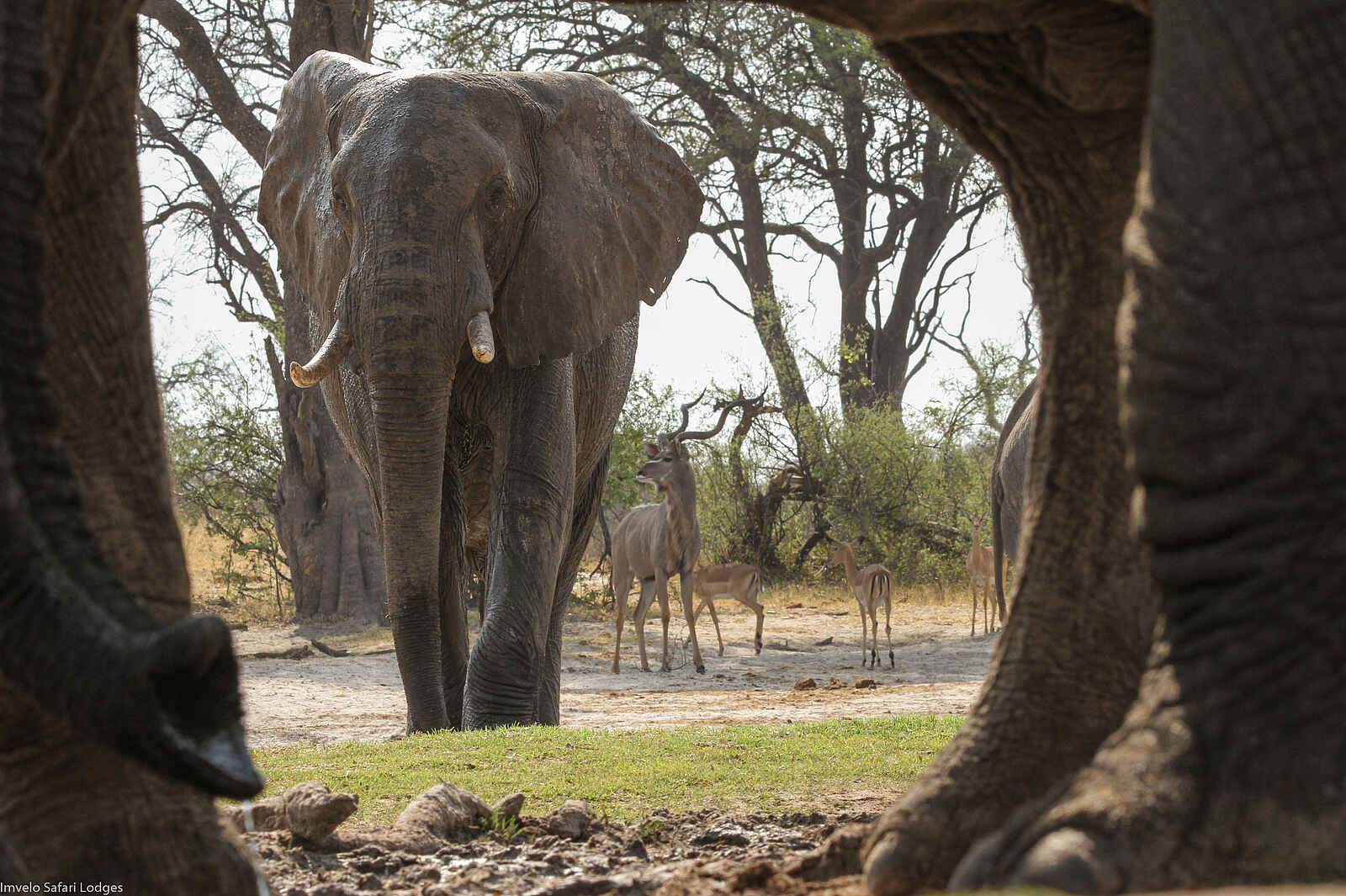 Bomani Tented Lodge: Elefanten und Antilopen Bomani Tented Lodge: Elefanten und Antilopen