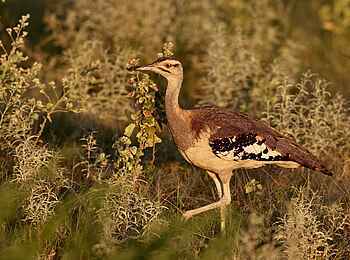 Changa Safari Camp: Eine Riesentrappe Changa Safari Camp: Eine Riesentrappe