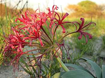 Dinaka Lodge: Die Kalahari blüht