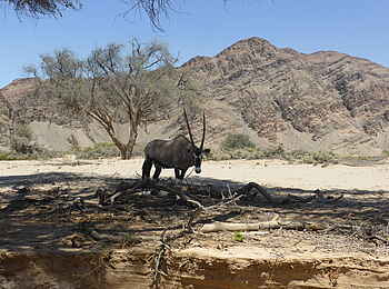 Fort Sesfontein: Eine Antilope vor den Bergen