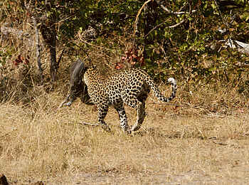 Fothergill Island Luxury Camp: Leopard mit Beute