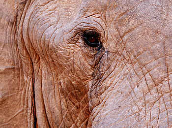 Ghoha Hills Savuti Lodge: Auge in Auge