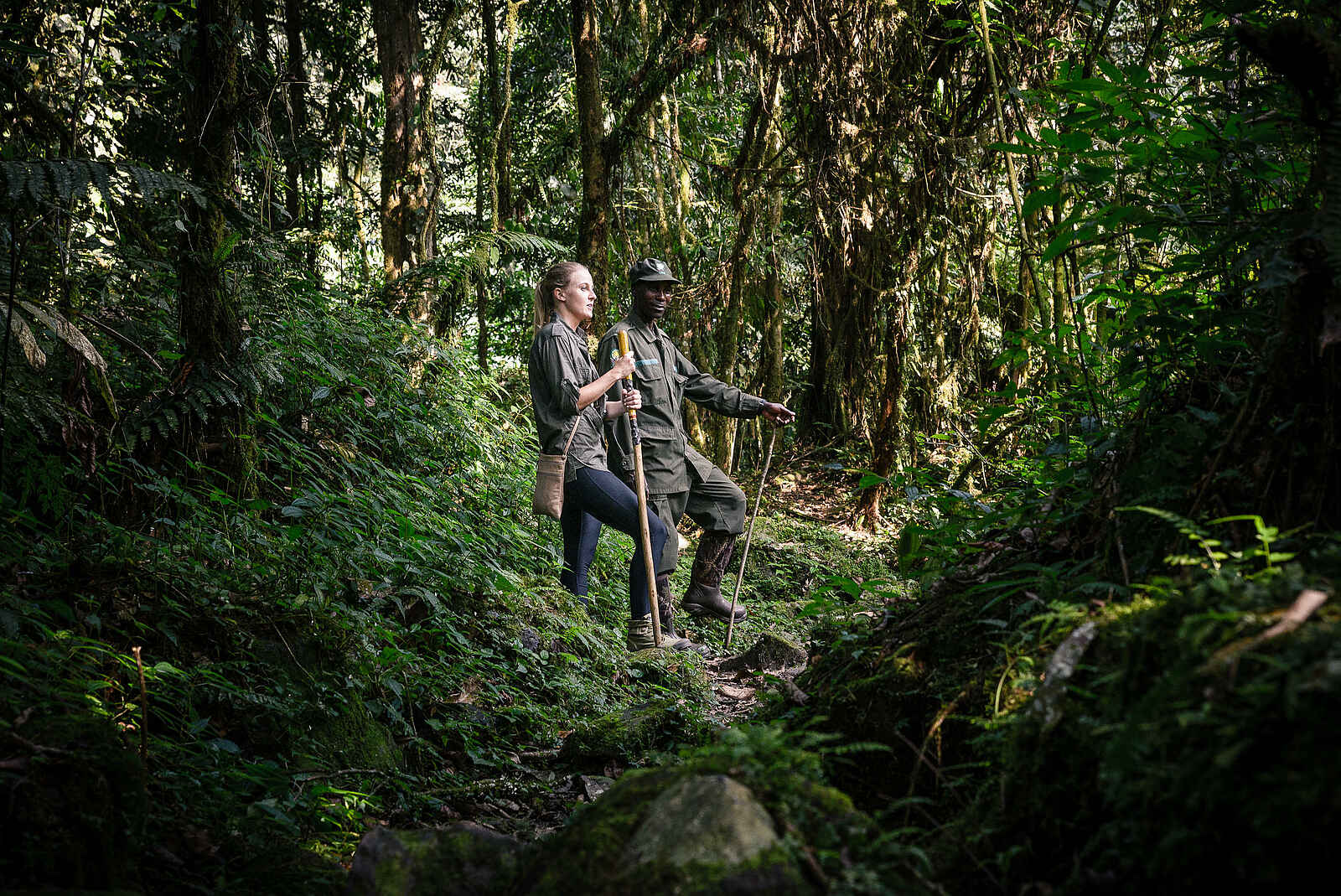 Gorilla Forest Lodge: Auf Gorilla Trekking Gorilla Forest Lodge: Auf Gorilla Trekking