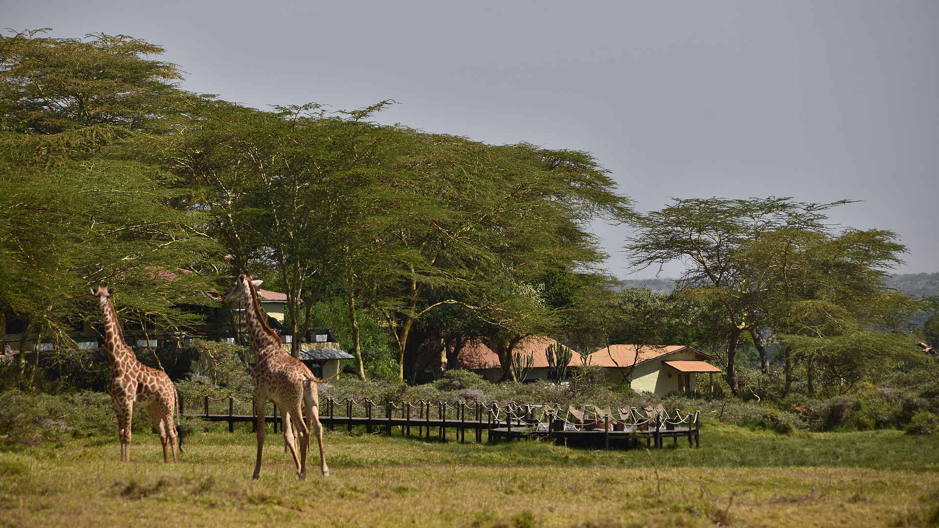 Hatari Lodge: Giraffen am Steg