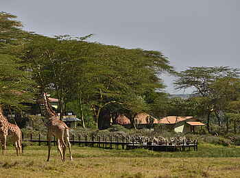 Hatari Lodge: Giraffen am Steg