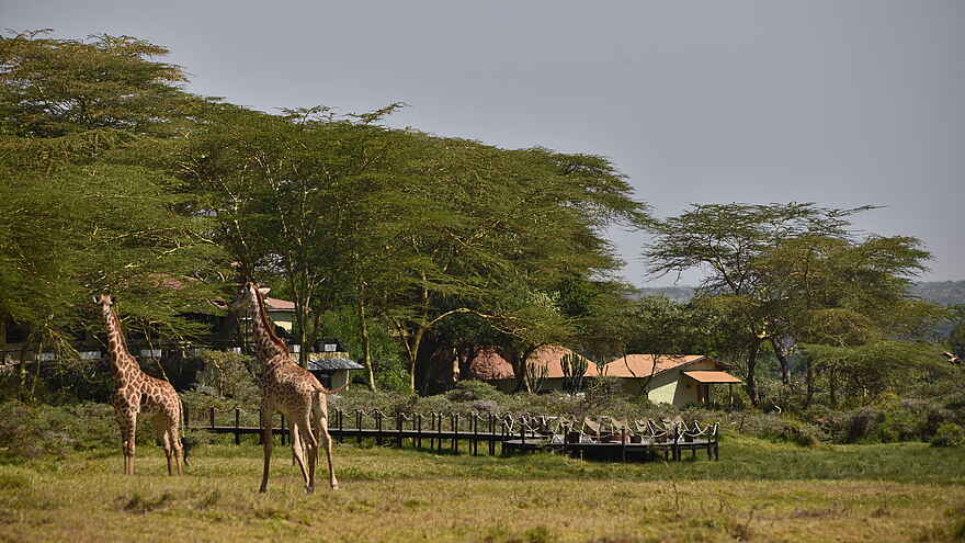 Hatari Lodge: Giraffen am Steg Hatari Lodge: Giraffen am Steg