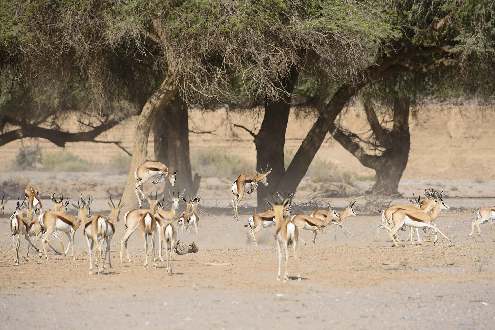 4 cs, africa, afrika, damaraland, desert-adapted, elefant, elefanten, hoanib, hoanib river, hoanib skeleton coast camp, kakaoveld, löwe, löwen, luxus, nachhaltigkeit, namibia, nordwestnamibia, northwestern namibia, palmwag konzession, palwag concession, reise, reisen, reiseveranstalter, safari, skeleton coast, skeleton coast camp, skeleton coast national park, skeleton coast nationalpark, skelettküste, southern africa, spitzmaulnashorn, südliches afrika, Urlaub, wilderness safaris, wüste, wüstenelefant, wüstenlöwen, antilopen, fauna, pflanzenfresser, säuger, tiere