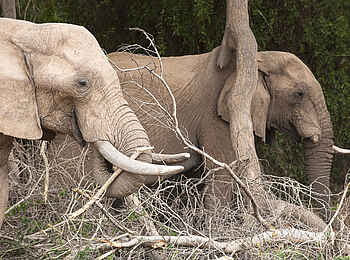 Hoanib Skeleton Coast Camp: Elefanten wandern durchs Gehölz Hoanib Skeleton Coast Camp: Elefanten wandern durchs Gehölz