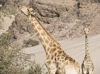 Hoanib Skeleton Coast Camp: Giraffe beim Fressen Hoanib Skeleton Coast Camp: Giraffe beim Fressen