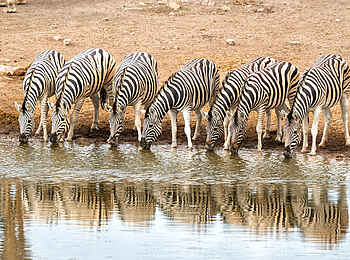 Safari Kambaku Safari Lodge: Zebras an einer Wasserstelle