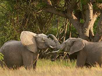 Kapani Lodge: Elefantenland