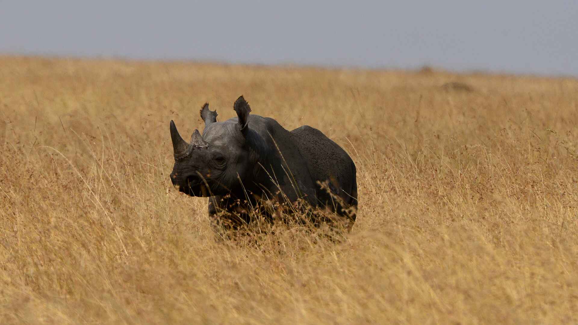 Kaskaz Mara Camp: Nashorn