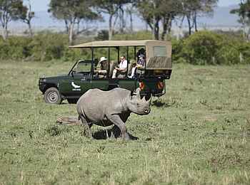 Kichwa Tembo Tented Camp: Spitzmaulnashorn am Safarifahrzeug Kichwa Tembo Tented Camp: Spitzmaulnashorn am Safarifahrzeug