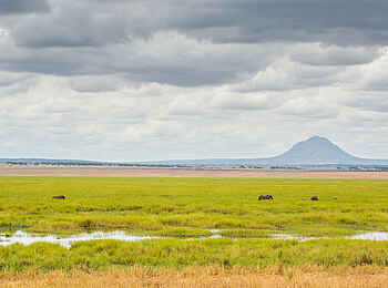 Kuro Tarangire: Elefanten im Gras Kuro Tarangire: Elefanten im Gras
