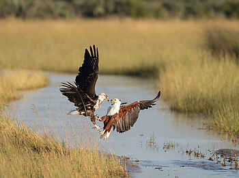 Kwetsani Camp: Zwei Schreiseeadler
