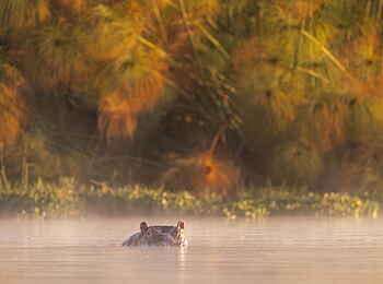Loldia House: Nilpferd im Lake Naivasha