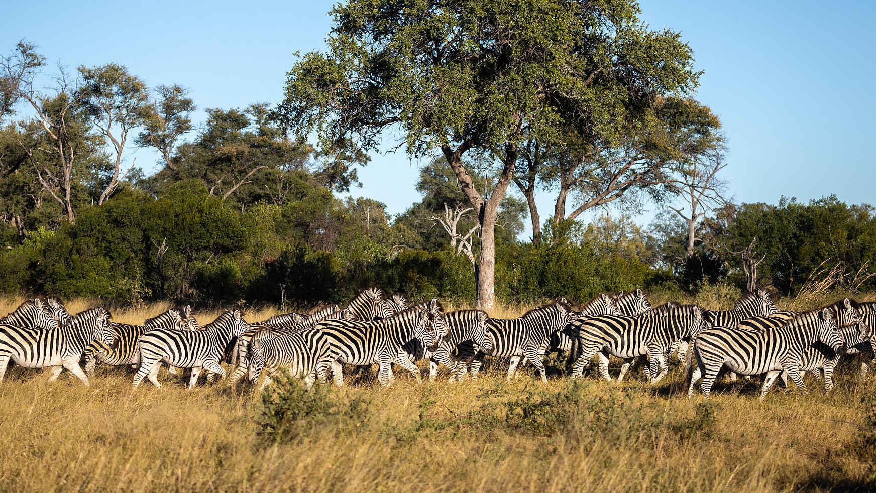 Maxa Camp: Zebras Maxa Camp: Zebras