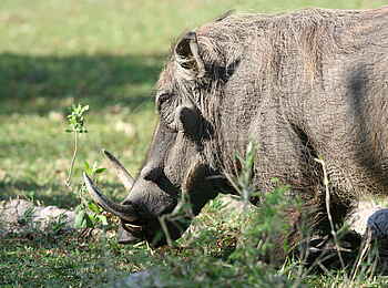Miyala Camp: Warzenschwein Miyala Camp: Warzenschwein