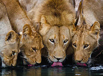 Motswari Game Lodge: Löwenfamilie am Wasserloch