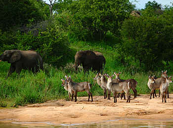 Motswari Game Lodge: Wildtiere am Wasserloch