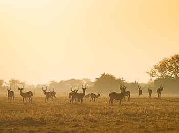Mukambi Busanga Plains Camp: Antilopen in der Ebene Mukambi Busanga Plains Camp: Antilopen in der Ebene