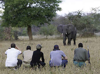 Mvuu Camp: Auge in Auge