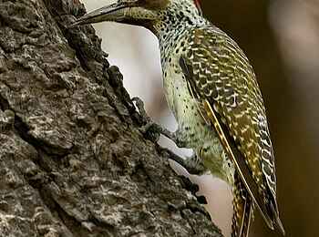 Norman Carr Safaris: Bennettspecht