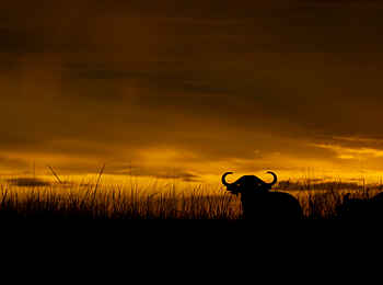 Papa´s Camp: Büffel